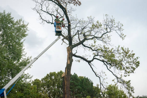 Best Tree Trimming Near Me  in Shelley, ID